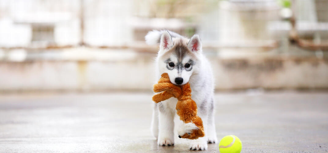 犬が誤飲したときの症状や対処法を解説！飲み込みやすいものや予防法まとめ
