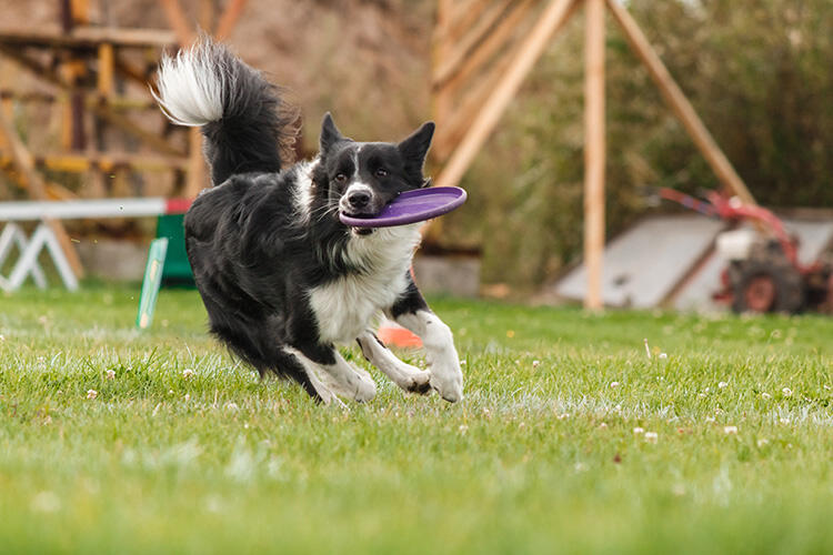 ボーダーコリーはどんな犬?