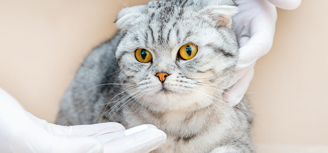 猫がかかりやすい病気とは？症状、原因、治療方法、予防対策などを解説