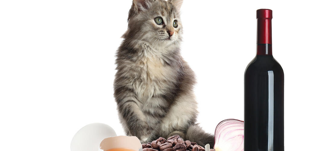 猫に与えてはいけないものとは？注意したい食べ物一覧も紹介