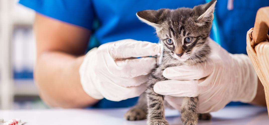 猫の保険の必要性は？選ぶときのポイントと注意点を解説