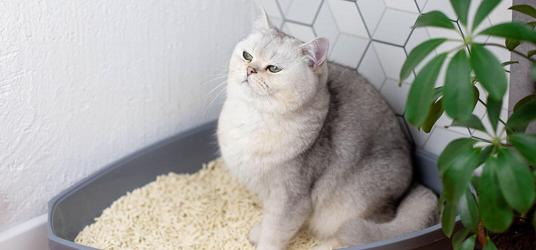 猫の膀胱炎の症状は？見分けるポイントや原因、治療法を解説