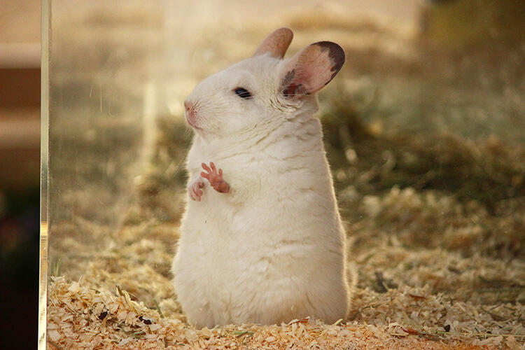 チンチラを飼うのは大変?知っておきたい生態