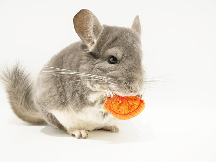 チンチラの飼い方