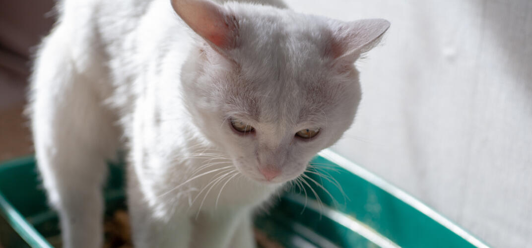猫が便秘になったときの解消法とは？便秘の原因や日頃の予防法も解説