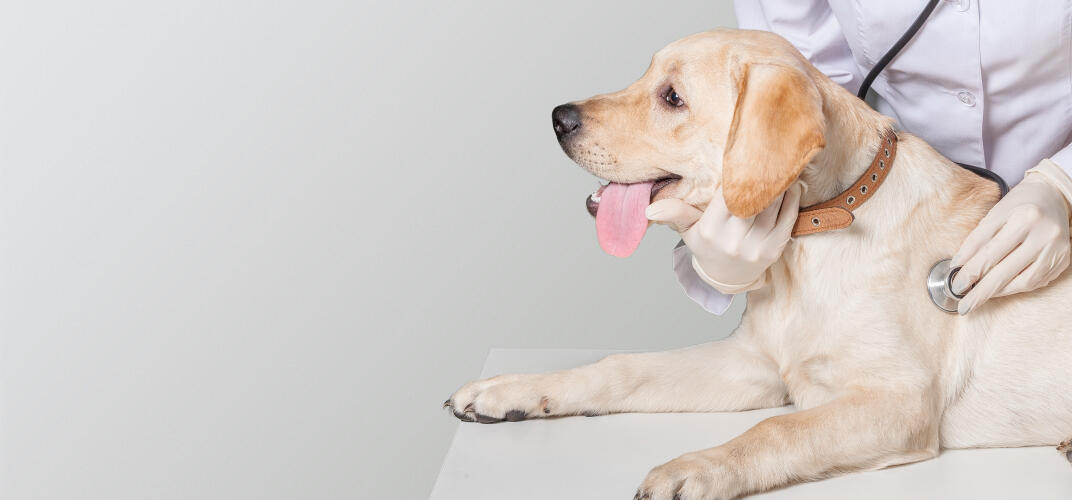 犬がかかりやすい病気は？犬種や年齢別に種類や症状を紹介