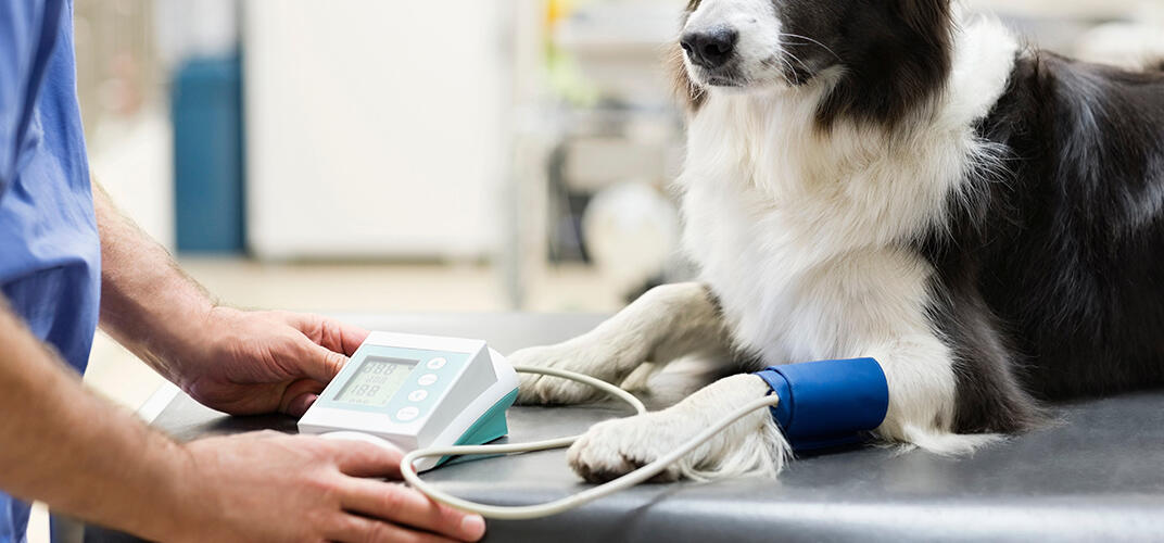 犬もがん（癌）になるの？症状、治療法、治療費や気になる原因も解説