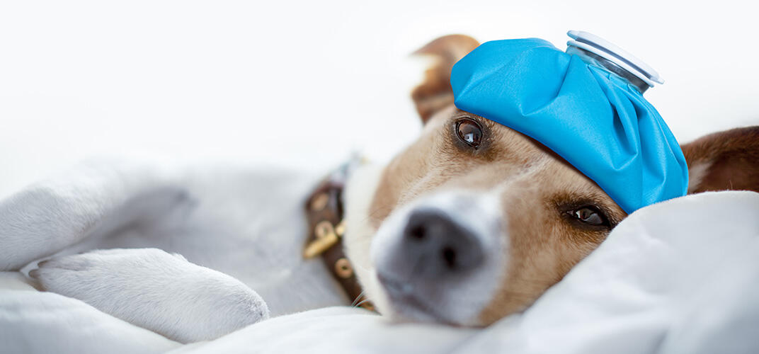 犬の風邪とはどんなもの？症状や原因、治療方法や対策についても解説