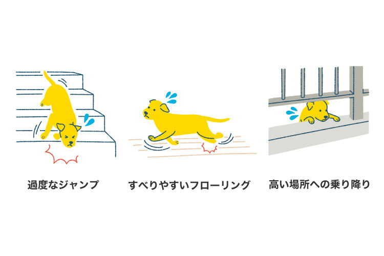 膝蓋骨脱臼(パテラ)につながる日常のおもなトラブル