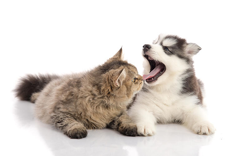 犬の歯周病のサイン