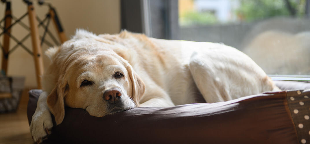 シニア（高齢）の犬が気をつけたいことは？病気とその対策について解説