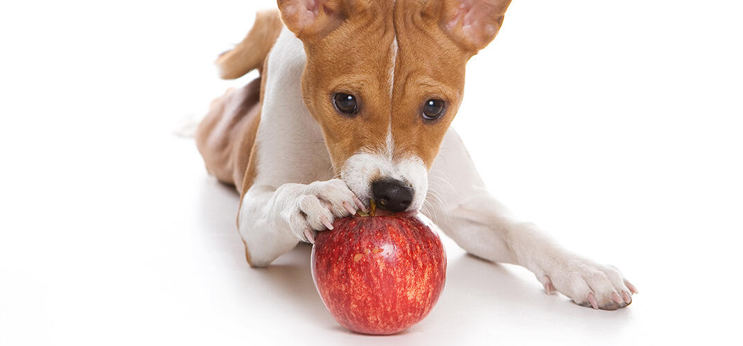 りんごをかじる犬