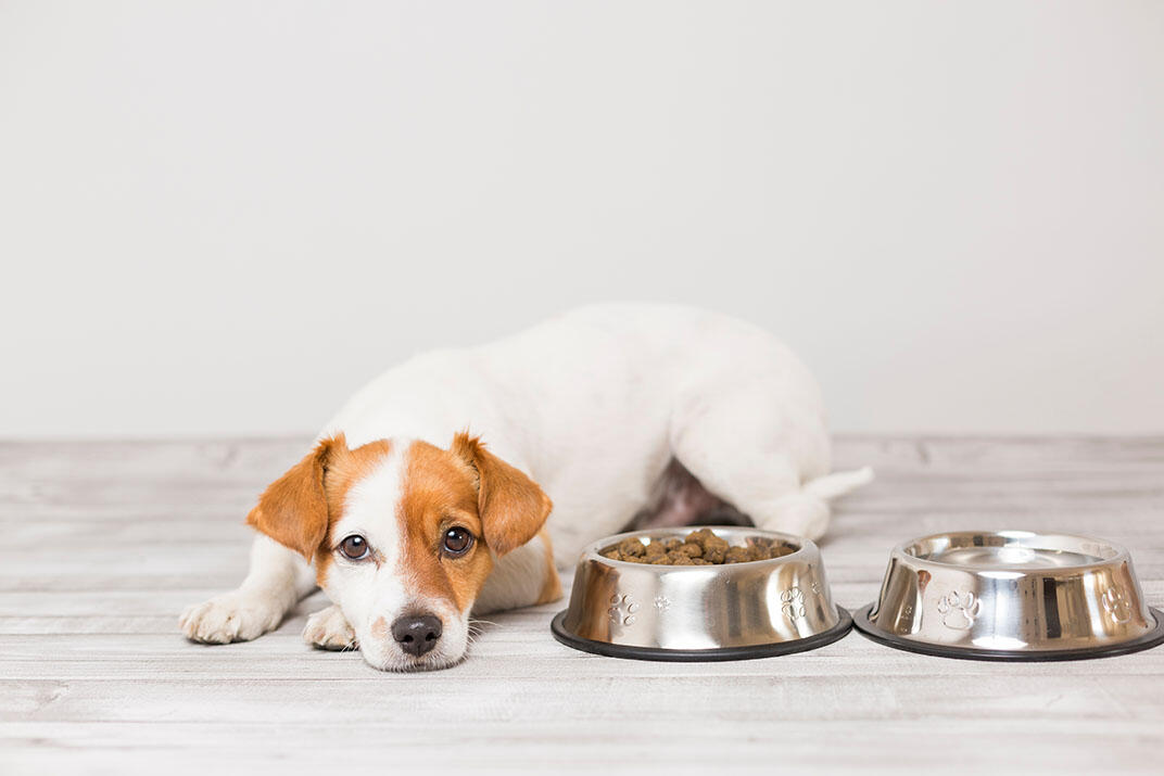 犬がご飯を食べないおもな原因と対処法②好き嫌い・わがまま