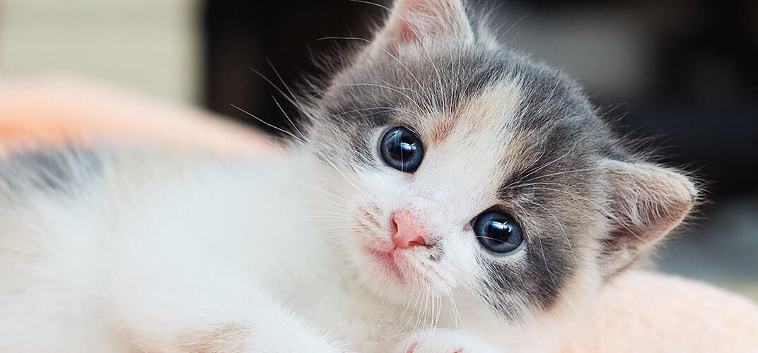 子猫を飼うときにとくに気をつけてあげたいこととは？体調を崩したときの症状、誤食対策、ワクチン接種などについて解説