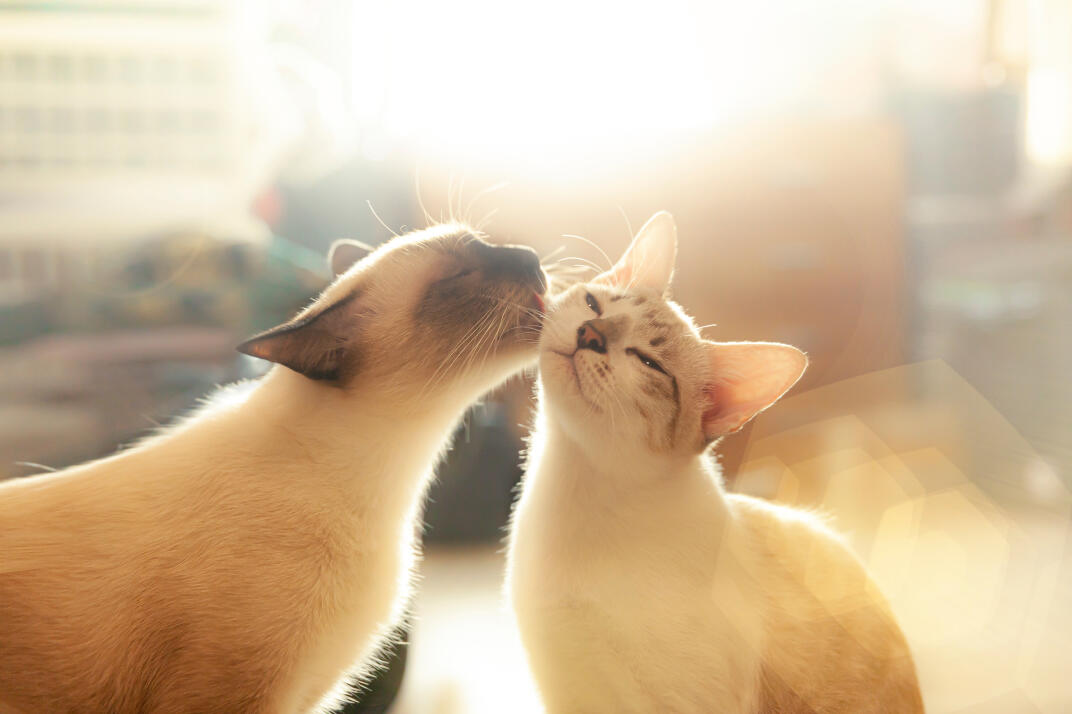 猫の保険を選ぶときの5つのポイント